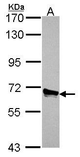 ACOX3 Antibody - Sample (30 ug of whole cell lysate). A: A549. 7.5% SDS PAGE. ACOX3 antibody diluted at 1:1000.