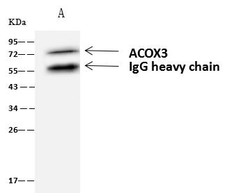 ACOX3 Antibody - ACOX3 was immunoprecipitated using: Lane A: 0.5 mg U-251MG Whole Cell Lysate. 4 uL anti-ACOX3 rabbit polyclonal antibody and 60 ug of Immunomagnetic beads Protein A/G. Primary antibody: Anti-ACOX3 rabbit polyclonal antibody, at 1:100 dilution. Secondary antibody: Goat Anti-Rabbit IgG (H+L)/HRP at 1/10000 dilution. Developed using the ECL technique. Performed under reducing conditions. Predicted band size: 78 kDa. Observed band size: 72 kDa.