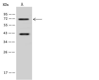 ACOX3 Antibody - Anti-ACOX3 rabbit polyclonal antibody at 1:500 dilution. Lane A: U-251MG Whole Cell Lysate. Lysates/proteins at 30 ug per lane. Secondary: Goat Anti-Rabbit IgG (H+L)/HRP at 1/10000 dilution. Developed using the ECL technique. Performed under reducing conditions. Predicted band size: 78 kDa. Observed band size: 72 kDa.