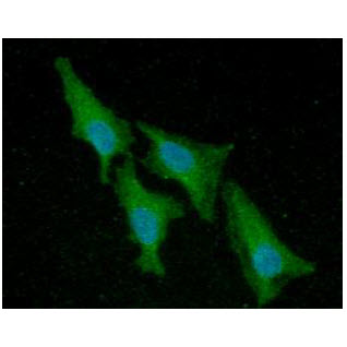 ACP1 / Acid Phosphatase Antibody - ICC/IF analysis of ACP1 in HeLa cells line, stained with DAPI (Blue) for nucleus staining and monoclonal anti-human ACP1 antibody (1:100) with goat anti-mouse IgG-Alexa fluor 488 conjugate (Green).