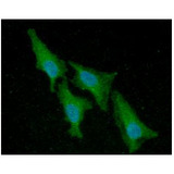 ACP1 / Acid Phosphatase Antibody - ICC/IF analysis of ACP1 in HeLa cells line, stained with DAPI (Blue) for nucleus staining and monoclonal anti-human ACP1 antibody (1:100) with goat anti-mouse IgG-Alexa fluor 488 conjugate (Green).