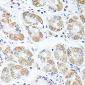 ACP1 / Acid Phosphatase Antibody - Immunohistochemistry of paraffin-embedded human stomach tissue.