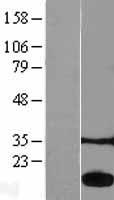 ACP1 / Acid Phosphatase Protein - Western validation with an anti-DDK antibody * L: Control HEK293 lysate R: Over-expression lysate
