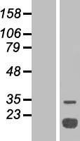 ACP1 / Acid Phosphatase Protein - Western validation with an anti-DDK antibody * L: Control HEK293 lysate R: Over-expression lysate
