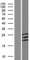 ACP2 / Acid Phosphatase 2 Protein - Western validation with an anti-DDK antibody * L: Control HEK293 lysate R: Over-expression lysate