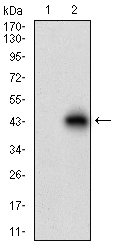 ACP5 / TRAP Antibody - Western blot using ACP5 monoclonal antibody against HEK293 (1) and ACP5 (AA: 221-325)-hIgGFc transfected HEK293 (2) cell lysate.