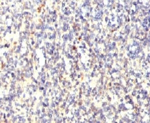 ACP5 / TRAP Antibody - IHC testing of FFPE human spleen with TRAcP antibody (clone HACP5-1).  This image was taken for the unmodified form of this product. Other forms have not been tested.