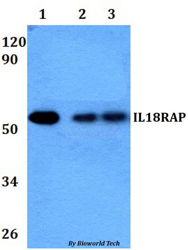 AcPL / IL18RAP Antibody - Western blot of IL18RAP antibody at 1:500 dilution. Lane 1: HEK293T whole cell lysate. Lane 2: RAW264.7 whole cell lysate.
