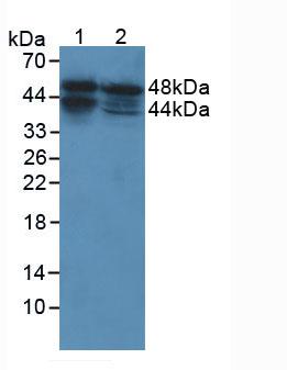 ACPP / PAP Antibody - Western Blot; Sample:Lane1: Human PC-3 Cells; Lane2: Human MCF7 Cells.