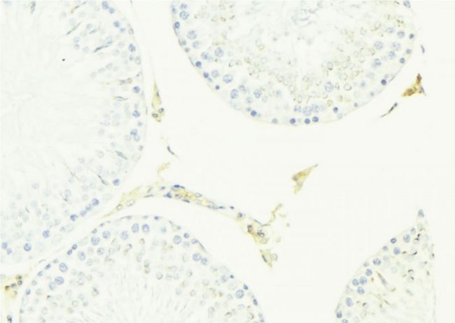 ACPP / PAP Antibody - 1:100 staining mouse testis tissue by IHC-P. The sample was formaldehyde fixed and a heat mediated antigen retrieval step in citrate buffer was performed. The sample was then blocked and incubated with the antibody for 1.5 hours at 22°C. An HRP conjugated goat anti-rabbit antibody was used as the secondary.