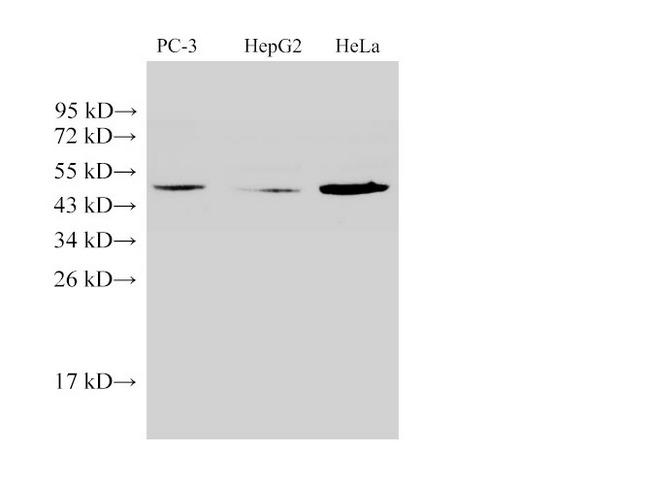 ACPP / PAP Antibody - Western Blot analysis of PC-3 cells, HepG2 cells and Hela cells using PSAP Ployclonal Antibody at dilution of 1:500.