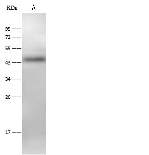 ACPP / PAP Antibody - Anti-CPP rabbit polyclonal antibody at 1:500 dilution. Lane A: Mouse heart tissue lysate. Lysates/proteins at 30 ug per lane. Secondary: Goat Anti-Rabbit IgG (H+L)/HRP at 1/10000 dilution. Developed using the ECL technique. Performed under reducing conditions. Predicted band size: 45 kDa. Observed band size: 45 kDa.