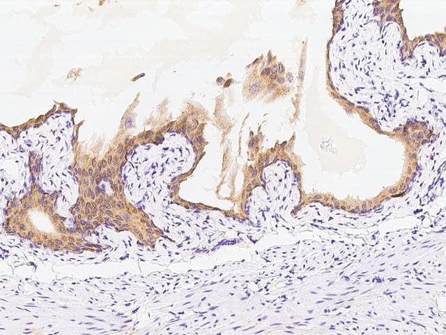 ACPP / PAP Antibody - Immunochemical staining of mouse ACPP in mouse prostate with rabbit polyclonal antibody at 1:5000 dilution, formalin-fixed paraffin embedded sections.