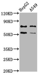 ACRC Antibody - Western Blot Positive WB detected in: HepG2 whole cell lysate, A549 whole cell lysate All Lanes: GCNA antibody at 4.3µg/ml Secondary Goat polyclonal to rabbit IgG at 1/50000 dilution Predicted band size: 77 KDa Observed band size: 77 KDa