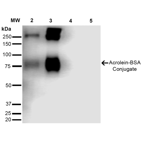 Acrolein Antibody - Western Blot analysis of Acrolein-BSA Conjugate showing detection of 67 kDa Acrolein protein using Mouse Anti-Acrolein Monoclonal Antibody, Clone 10A10. Lane 1: Molecular Weight Ladder (MW). Lane 2: AcroleinBSA (0.5 µg). Lane 3: AcroleinBSA (2.0 µg). Lane 4: BSA (0.5 µg). Lane 5: BSA (2.0 µg). Block: 5% Skim Milk in TBST. Primary Antibody: Mouse Anti-Acrolein Monoclonal Antibody  at 1:1000 for 2 hours at RT. Secondary Antibody: Goat Anti-Mouse IgG: HRP at 1:2000 for 60 min at RT. Color Development: ECL solution for 5 min in RT. Predicted/Observed Size: 67 kDa.