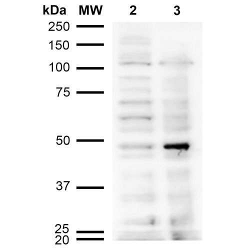 Acrolein Antibody - Western Blot analysis of Human Cervical cancer cell line (HeLa) lysate showing detection of Acrolein protein using Mouse Anti-Acrolein Monoclonal Antibody, Clone 10A10. Lane 1: Molecular Weight Ladder (MW). Lane 2: HeLa cell lysate. Lane 3: H2O2 treated HeLa cell lysate. Load: 12 µg. Block: 5% Skim Milk in TBST. Primary Antibody: Mouse Anti-Acrolein Monoclonal Antibody  at 1:1000 for 2 hours at RT. Secondary Antibody: Goat Anti-Mouse IgG: HRP at 1:2000 for 60 min at RT. Color Development: ECL solution for 5 min in RT.