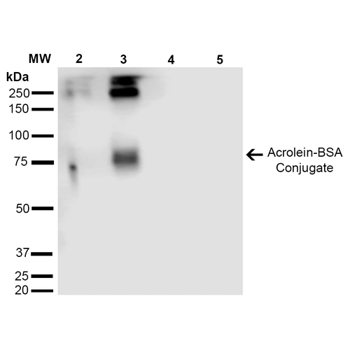 Acrolein Antibody - Western Blot analysis of Acrolein-BSA Conjugate showing detection of 67 kDa Acrolein protein using Mouse Anti-Acrolein Monoclonal Antibody, Clone 2H2. Lane 1: Molecular Weight Ladder (MW). Lane 2: Acrolein-BSA (0.5 µg). Lane 3: Acrolein-BSA (2.0 µg). Lane 4: BSA (0.5 µg). Lane 5: BSA (2.0 µg). Block: 5% Skim Milk in TBST. Primary Antibody: Mouse Anti-Acrolein Monoclonal Antibody  at 1:1000 for 2 hours at RT. Secondary Antibody: Goat Anti-Mouse IgG: HRP at 1:2000 for 60 min at RT. Color Development: ECL solution for 5 min in RT. Predicted/Observed Size: 67 kDa.