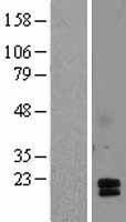 ACRV1/Intra-Acrosomal Protein Protein - Western validation with an anti-DDK antibody * L: Control HEK293 lysate R: Over-expression lysate