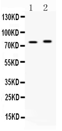 ACS5 / ACSL5 Antibody - Western blot - Anti-ACSL5 Picoband Antibody