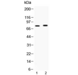 ACS5 / ACSL5 Antibody - Western blot testing of 1) rat brain and 2) mouse brain lysate with ACSL5 antibody at 0.5ug/ml. Predicted molecular weight ~76 kDa.