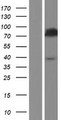 ACS5 / ACSL5 Protein - Western validation with an anti-DDK antibody * L: Control HEK293 lysate R: Over-expression lysate
