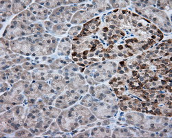 ACSBG1 / hsBG Antibody - Immunohistochemical staining of paraffin-embedded Human pancreas tissue using anti-ACSBG1 mouse monoclonal antibody.