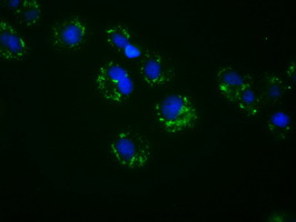 ACSBG1 / hsBG Antibody - Anti-ACSBG1 mouse monoclonal antibody  immunofluorescent staining of COS7 cells transiently transfected by pCMV6-ENTRY ACSBG1.