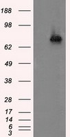 ACSBG1 / hsBG Antibody - HEK293T cells were transfected with the pCMV6-ENTRY control (Left lane) or pCMV6-ENTRY ACSBG1 (Right lane) cDNA for 48 hrs and lysed. Equivalent amounts of cell lysates (5 ug per lane) were separated by SDS-PAGE and immunoblotted with anti-ACSBG1.