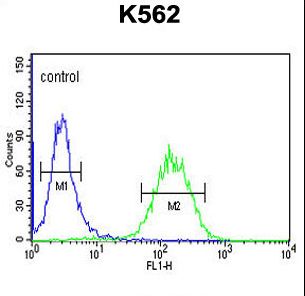 ACSBG2 Antibody - ACBG2 Antibody flow cytometry of K562 cells (right histogram) compared to a negative control cell (left histogram). FITC-conjugated goat-anti-rabbit secondary antibodies were used for the analysis.