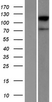 ACSBG2 Protein - Western validation with an anti-DDK antibody * L: Control HEK293 lysate R: Over-expression lysate