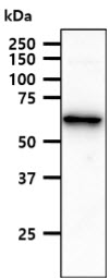 ACSF2 Antibody - The HepG2 cell lysate (40ug) were resolved by SDS-PAGE, transferred to PVDF membrane and probed with anti-human ACSF2 antibody (1:1000). Proteins were visualized using a goat anti-mouse secondary antibody conjugated to HRP and an ECL detection system.