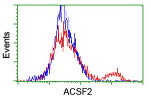 ACSF2 Antibody - HEK293T cells transfected with either overexpress plasmid (Red) or empty vector control plasmid (Blue) were immunostained by anti-ACSF2 antibody, and then analyzed by flow cytometry.