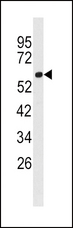 ACSL3 Antibody - Western blot of anti-FACL3 Antibody in 293 cell line lysates (35 ug/lane). FACL3 (arrow) was detected using the purified antibody.