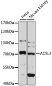ACSL3 Antibody - Western blot analysis of extracts of various cell lines, using ACSL3 antibody at 1:3000 dilution. The secondary antibody used was an HRP Goat Anti-Rabbit IgG (H+L) at 1:10000 dilution. Lysates were loaded 25ug per lane and 3% nonfat dry milk in TBST was used for blocking. An ECL Kit was used for detection and the exposure time was 90s.
