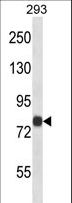 ACSL4 / FACL4 Antibody - ACSL4 Antibody western blot of 293 cell line lysates (35 ug/lane). The ACSL4 antibody detected the ACSL4 protein (arrow).