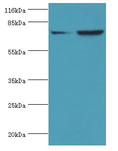 ACSL4 / FACL4 Antibody - Western blot. All lanes: ACSL4 antibody at 2 ug/ml. Lane 1: HepG2 whole cell lysate Lane 2: HeLa whole cell lysate. Secondary antibody: goat polyclonal to rabbit at 1:10000 dilution. Predicted band size: 79 kDa. Observed band size: 79 kDa.  This image was taken for the unconjugated form of this product. Other forms have not been tested.
