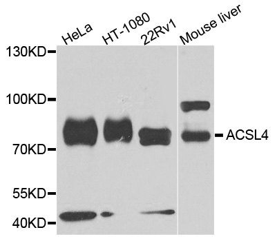 ACSL4 / FACL4 Antibody - Western blot analysis of extracts of various cells.