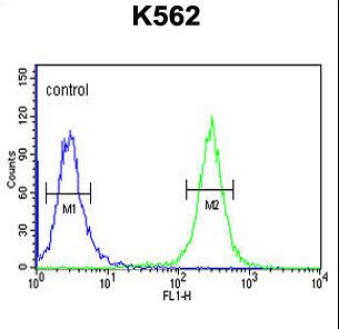 ACSM1 Antibody - ACSM1 Antibody flow cytometry of K562 cells (right histogram) compared to a negative control cell (left histogram). FITC-conjugated goat-anti-rabbit secondary antibodies were used for the analysis.