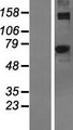 ACSM2A / MACS2 Protein - Western validation with an anti-DDK antibody * L: Control HEK293 lysate R: Over-expression lysate