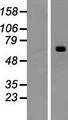 ACSM2B Protein - Western validation with an anti-DDK antibody * L: Control HEK293 lysate R: Over-expression lysate