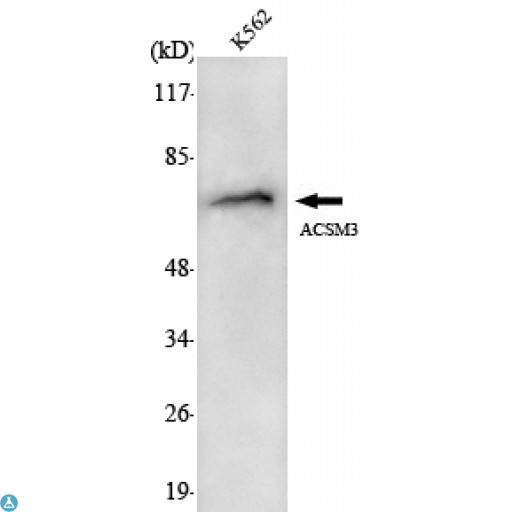 ACSM3 / SAH Antibody - Western Blot (WB) analysis using ACSM3 Monoclonal Antibody against K562 cell lysate.