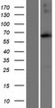 ACSM4 Protein - Western validation with an anti-DDK antibody * L: Control HEK293 lysate R: Over-expression lysate