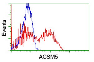 ACSM5 / MACS3 Antibody - HEK293T cells transfected with either overexpress plasmid (Red) or empty vector control plasmid (Blue) were immunostained by anti-ACSM5 antibody, and then analyzed by flow cytometry.