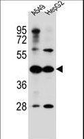 ACSM6 Antibody - C10orf129 Antibody western blot of A549,HepG2 cell line lysates (35 ug/lane). The C10orf129 antibody detected the C10orf129 protein (arrow).