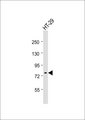 ACSS1 Antibody - Anti-ACSS1 Antibody at 1:1000 dilution + HT-29 whole cell lysate Lysates/proteins at 20 ug per lane. Secondary Goat Anti-Rabbit IgG, (H+L), Peroxidase conjugated at 1:10000 dilution. Predicted band size: 75 kDa. Blocking/Dilution buffer: 5% NFDM/TBST.