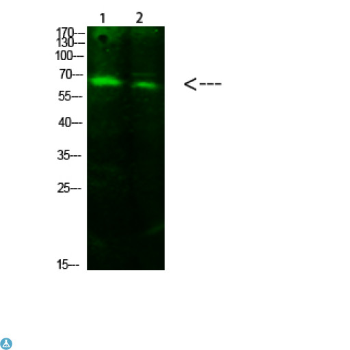 ACSS1 Antibody - Western Blot analysis of 1) mouse spleen, 2) mouse heart cells using primary antibody diluted at 1:500 (4°C overnight) . Secondary antibody: Goat Anti-rabbit IgG IRDye 800 (diluted at 1:5000, 25°C, 1 hour).