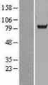 ACSS2 / ACAS2 Protein - Western validation with an anti-DDK antibody * L: Control HEK293 lysate R: Over-expression lysate