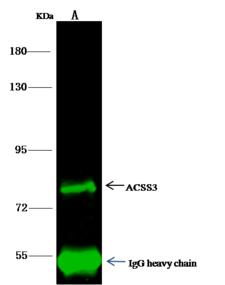 ACSS3 Antibody - ACSS3 was immunoprecipitated using: Lane A: 0.5 mg HepG2 Whole Cell Lysate. 1 uL anti-ACSS3 rabbit polyclonal antibody and 15 ul of 50% Protein G agarose. Primary antibody: Anti-ACSS3 rabbit polyclonal antibody, at 1:500 dilution. Secondary antibody: Dylight 800-labeled antibody to rabbit IgG (H+L), at 1:5000 dilution. Developed using the odssey technique. Performed under reducing conditions. Predicted band size: 75 kDa. Observed band size: 75 kDa.