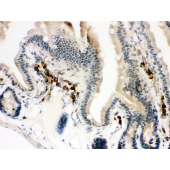 ACTA1 / Skeletal Muscle Actin Antibody - ACTIN antibody IHC-paraffin. IHC(P): Mouse Intestine Tissue.