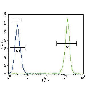 ACTA1 / Skeletal Muscle Actin Antibody - ACTA1 Antibody flow cytometry of A549 cells (right histogram) compared to a negative control cell (left histogram). FITC-conjugated goat-anti-rabbit secondary antibodies were used for the analysis.